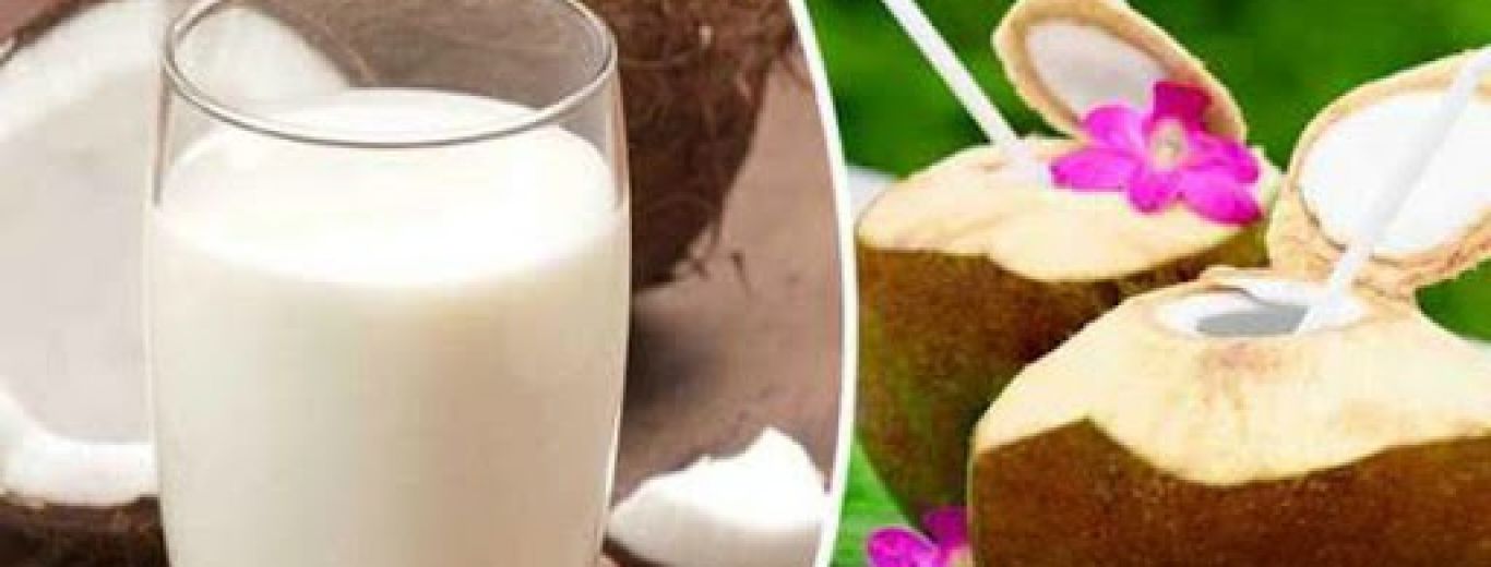 Chuyện lạ! DỪA SỮA (Quý Hiếm, Độc Lạ) CÓ THẬT hay KHÔNG | Đời Sống Dân Dã