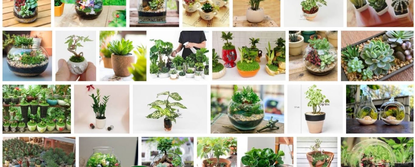  Cây cảnh Những mẫu cây cảnh mini đẹp nhất hiện nay