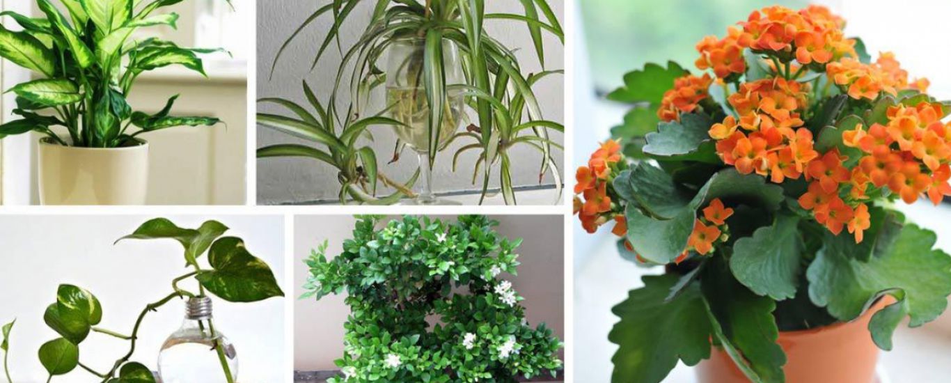  12 Loại Cây cảnh trong nhà vừa đẹp vừa lọc sạch không khí