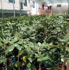 NHÃN GIỐNG THANH NHÃN