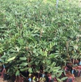 NHÃN XUỒNG CƠM VÀNG