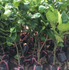 BƯỞI DA XANH CHIẾT CÀNH