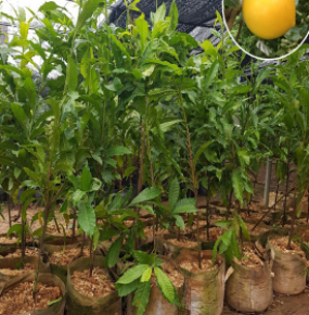 VÚ SỮA HOÀNG KIM