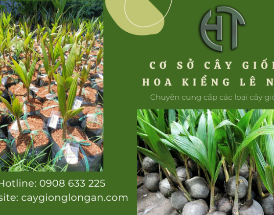 Cây Dừa Mã Lai Đạt Chuẩn Chất Lượng Nhập Từ Cơ Sở Ngọc Châu Bến Tre 