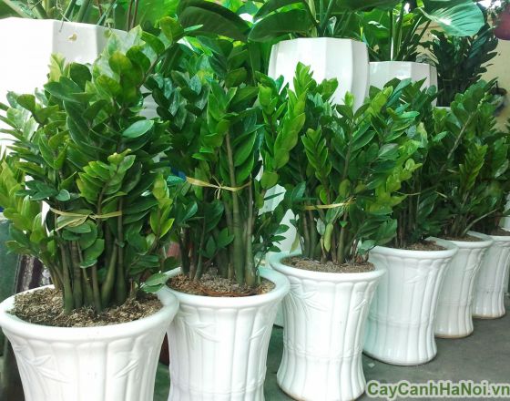 Cây kim tiền đẹp