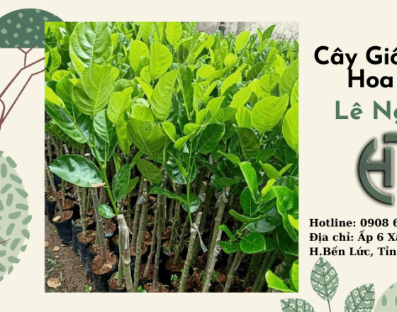 Cây Mít Ruột Đỏ Indonesia Lá Bầu Chất Lượng Tại Cây Giống Lê Nghị