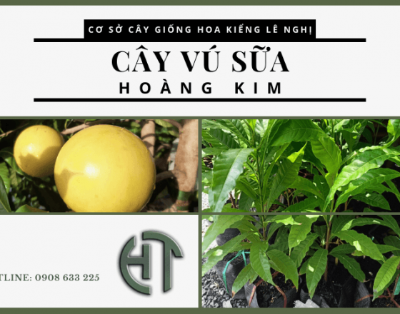 Tìm hiểu tất tần tật về cây vú sữa Hoàng Kim với Cây Giống Lê Nghị