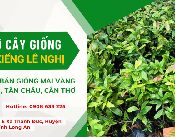 Chuyên bán mai giảo, giống mai vàng Thủ Đức, Tân Châu, Cần Thơ