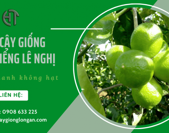 Cơ sở Lê Nghị chuyên cung cấp giống chanh không hạt tại Long An