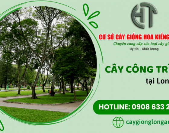 Dịch vụ cung cấp cây công trình uy tín giá tốt tại Long An