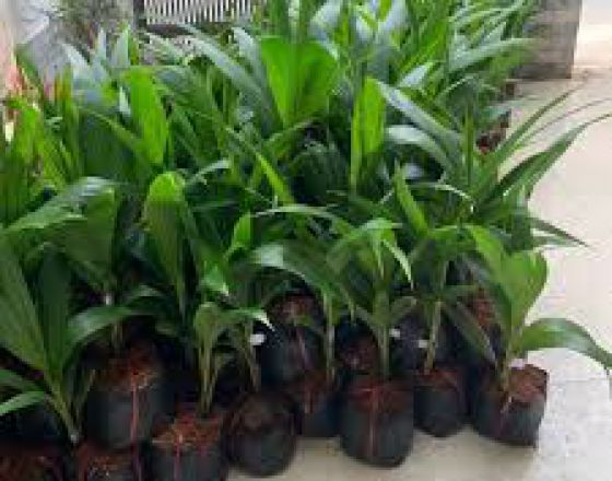 Cây Giống Dừa Xiêm Lùn