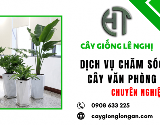 Lê Nghị cung cấp dịch vụ chăm sóc cây văn phòng chuyên nghiệp tại Long An