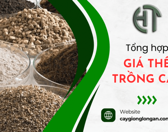 Tổng hợp các loại giá thể trồng cây thông dụng trong nông nghiệp