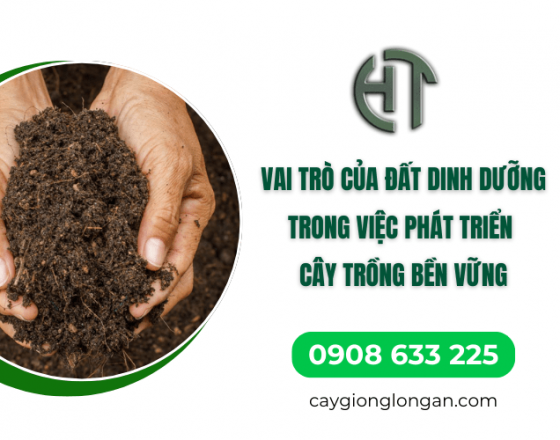 Vai trò của đất dinh dưỡng trong việc phát triển cây trồng bền vững