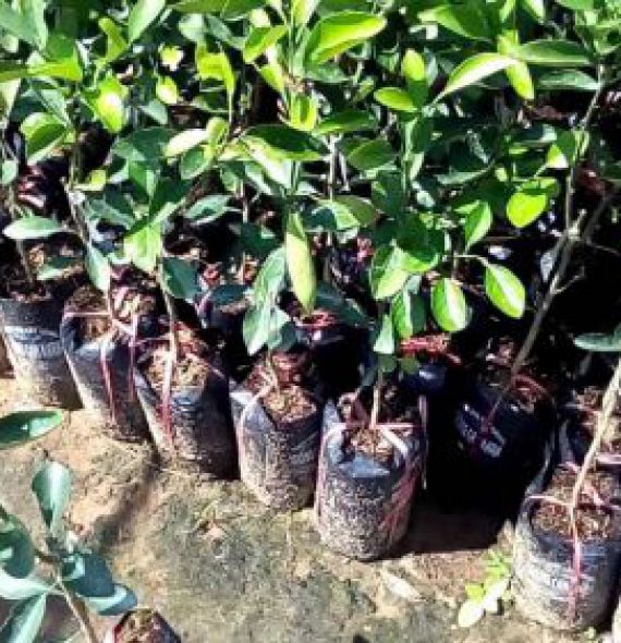 CAM CARA RUỘT ĐỎ