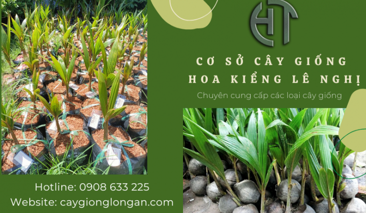 Cây Dừa Mã Lai Đạt Chuẩn Chất Lượng Nhập Từ Cơ Sở Ngọc Châu Bến Tre 