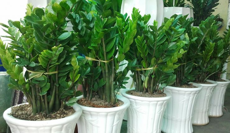 Cây kim tiền đẹp