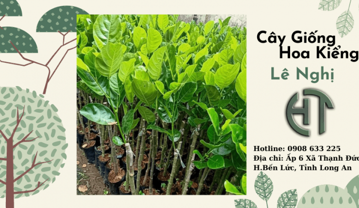 Cây Mít Ruột Đỏ Indonesia Lá Bầu Chất Lượng Tại Cây Giống Lê Nghị