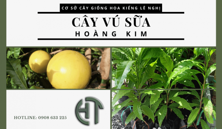 Tìm hiểu tất tần tật về cây vú sữa Hoàng Kim với Cây Giống Lê Nghị