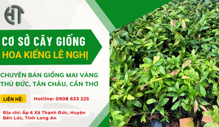 Chuyên bán mai giảo, giống mai vàng Thủ Đức, Tân Châu, Cần Thơ