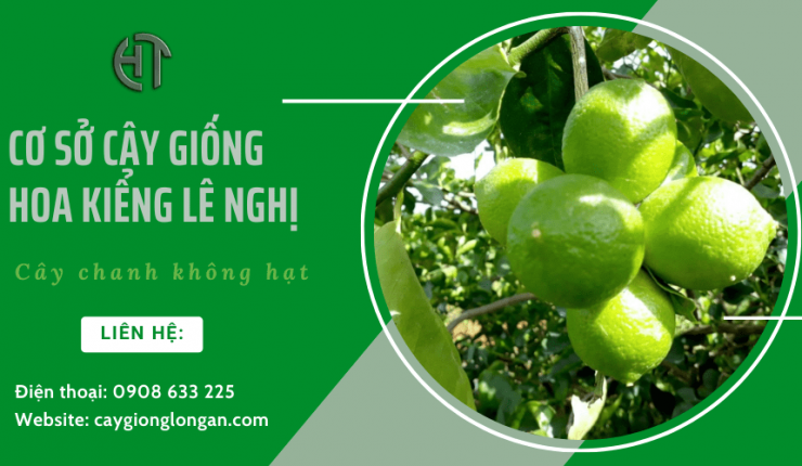 Cơ sở Lê Nghị chuyên cung cấp giống chanh không hạt tại Long An
