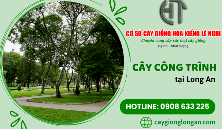 Dịch vụ cung cấp cây công trình uy tín giá tốt tại Long An
