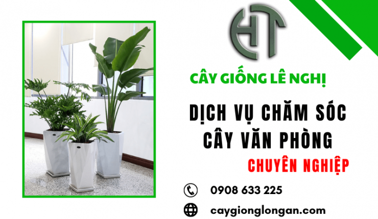 Lê Nghị cung cấp dịch vụ chăm sóc cây văn phòng chuyên nghiệp tại Long An